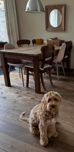 Gratis eettafel met 6 stoelen, Gebruikt, Vijf personen of meer, 150 tot 200 cm, Rechthoekig