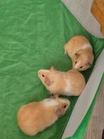 Cavia's, Cavia, Vrouwelijk, Januari, Tam