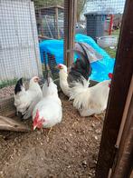 Chabo kriel, Meerdere dieren, Kip