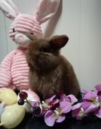 Heel knap minilop rammetje, Mannelijk, Dwerg, Hangoor, 0 tot 2 jaar