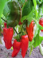 Heet peper (isot) zaad., Ophalen of Verzenden, Zo goed als nieuw, Kraal
