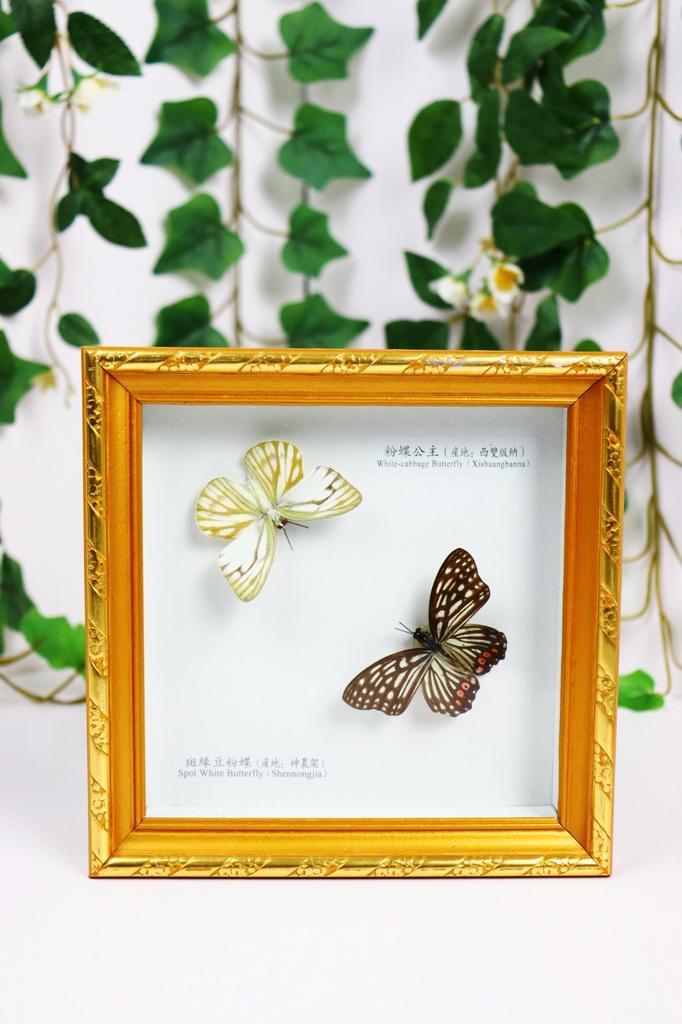 Vlinderlijst, Huis en Inrichting, Woonaccessoires | Lijsten, Zo goed als nieuw, Minder dan 50 cm, Minder dan 50 cm, Hout, Ophalen of Verzenden