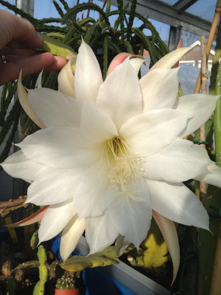 epiphyllum cactus elvenbein gewortelde stekken, Minder dan 100 cm, Bloeiende kamerplant, Halfschaduw, Ophalen of Verzenden