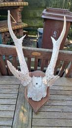 gewei geweien hert reebok sambar, Ophalen of Verzenden, Gebruikt, Hert, Gewei of Kop