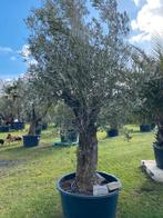 Olijfboom Te Koop een echte eyecatcher voor uw terras/tuin, Volle zon, Vaste plant, Lente, Ophalen
