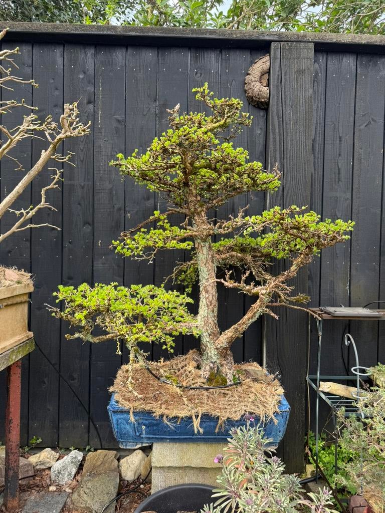 115 jaar oude grote Lariks Bonsai Larix, Tuin en Terras, Planten | Bomen, Bloeit niet, Overige soorten, 100 tot 250 cm, Ophalen