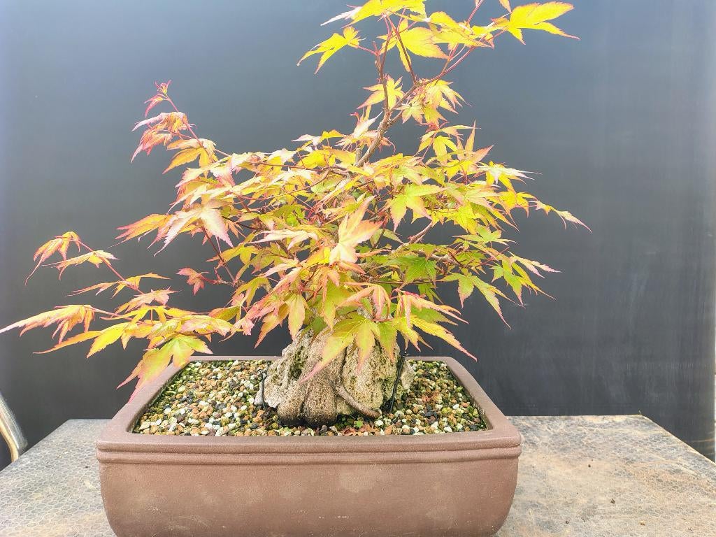 Acer palmatum pre bonsai op steen, Tuin en Terras, Planten | Bomen, Bloeit niet, Halfschaduw, Overige soorten, Minder dan 100 cm