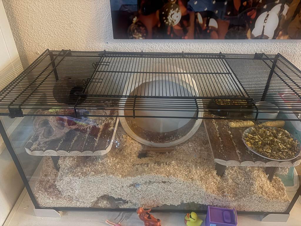 Twee gerbils inclusief mooi glazen verblijf!, Dieren en Toebehoren, Knaagdieren, Juli, Vrouwelijk, Overige typen, Tam