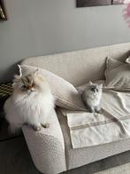 BLH :Prachtige twee lieve jonge katers te koop, Dieren en Toebehoren, Kater, Ontwormd, 0 tot 2 jaar