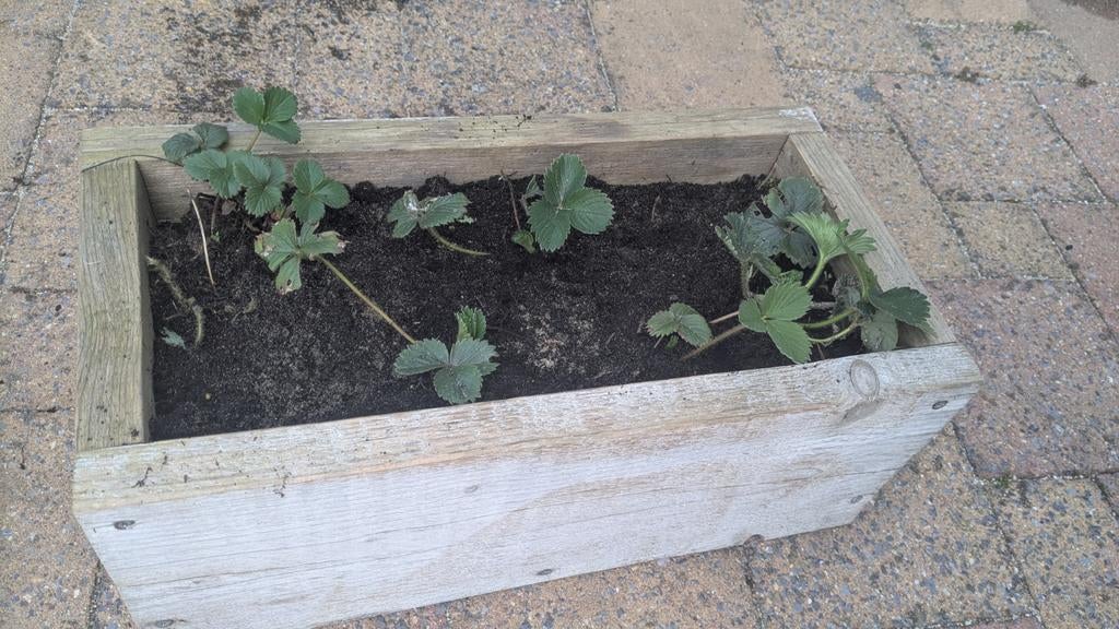 Moestuinbak met aardbeien plantjes, Tuin en Terras, Ophalen, Rond, Kunststof, Minder dan 30 cm