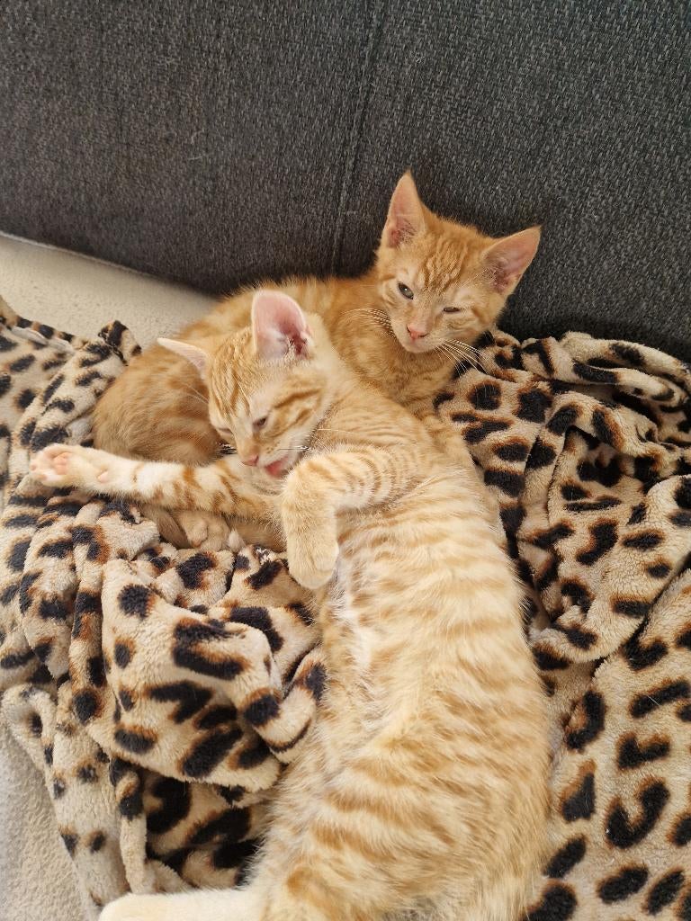 Kittens, Dieren en Toebehoren, Katten en Kittens | Overige Katten, Meerdere dieren, Kortharig, 0 tot 2 jaar