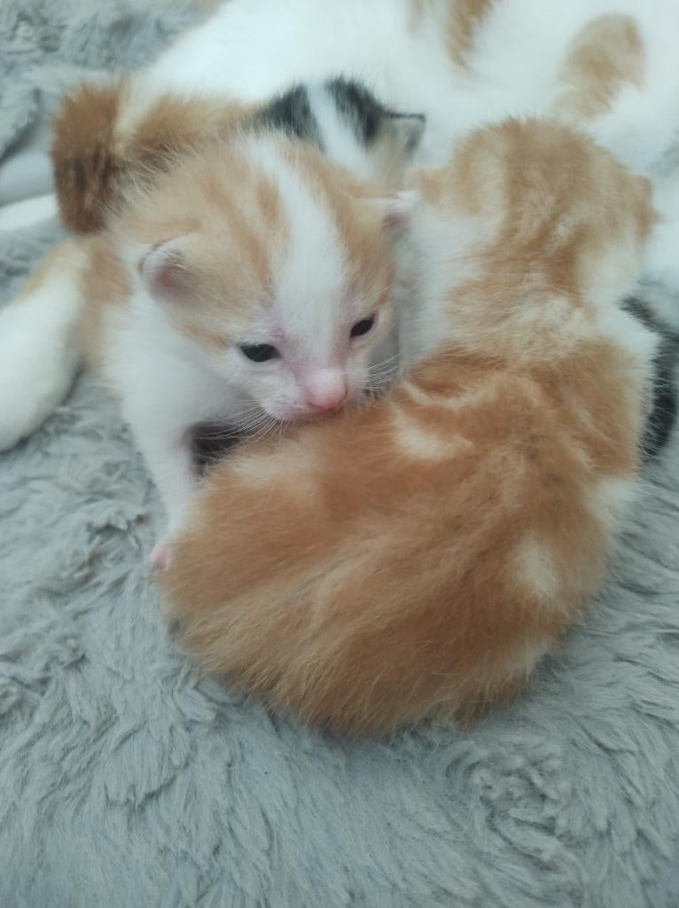 Pracht kittens, Meerdere dieren, Kortharig, 0 tot 2 jaar