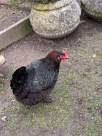 Zwarte marans koperhals hennen, Dieren en Toebehoren, Pluimvee, Vrouwelijk, Kip