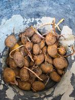 Aardappel poters frieslanders / pootgoed, Ophalen