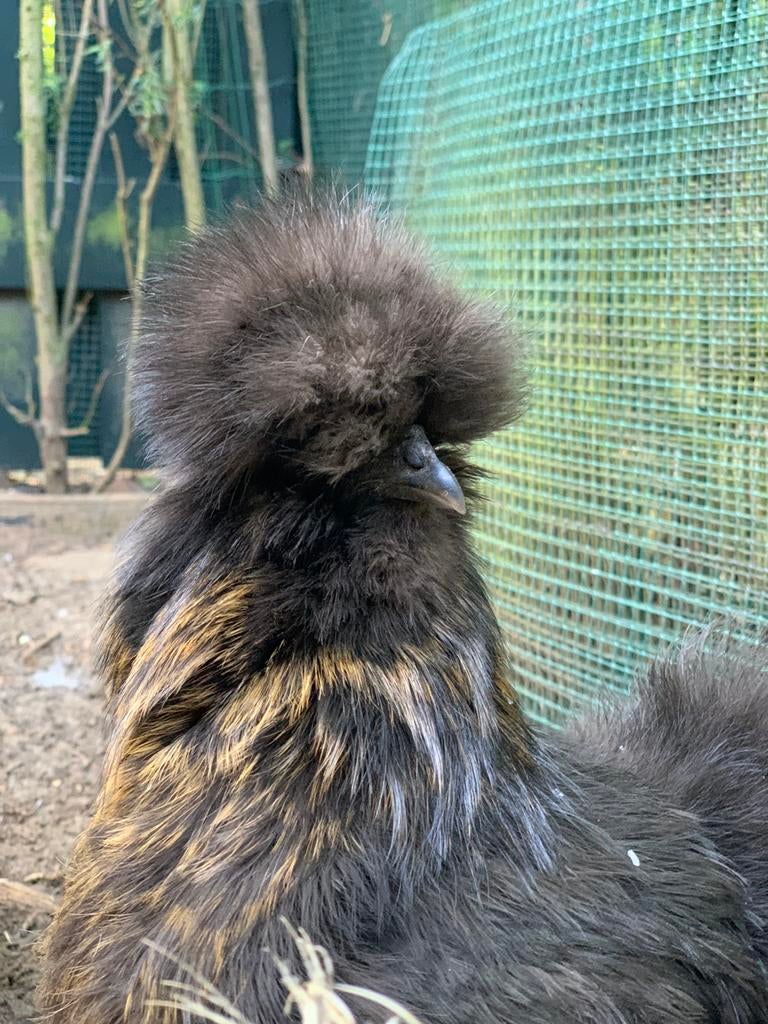 Zijdehoender Broedeieren te koop, Dieren en Toebehoren, Pluimvee, Geslacht onbekend, Kip