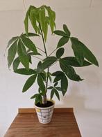 Pachira - geldboom, Ophalen, Overige soorten, Halfschaduw, Minder dan 100 cm