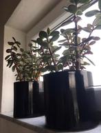 Luxe keramische bloempotten met Crassula Ovata planten, Vetplant, In pot, Minder dan 100 cm, Bloeiende kamerplant