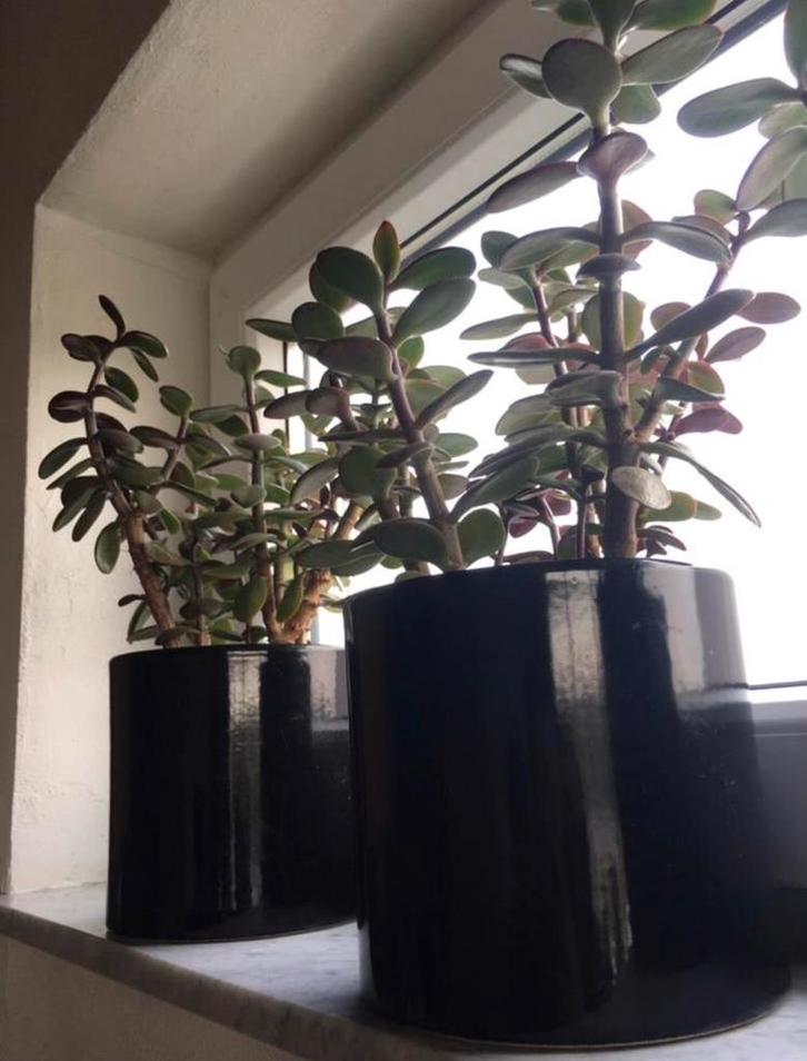 Luxe keramische bloempotten met Crassula Ovata planten, Huis en Inrichting, Kamerplanten, Vetplant, Minder dan 100 cm, Bloeiende kamerplant