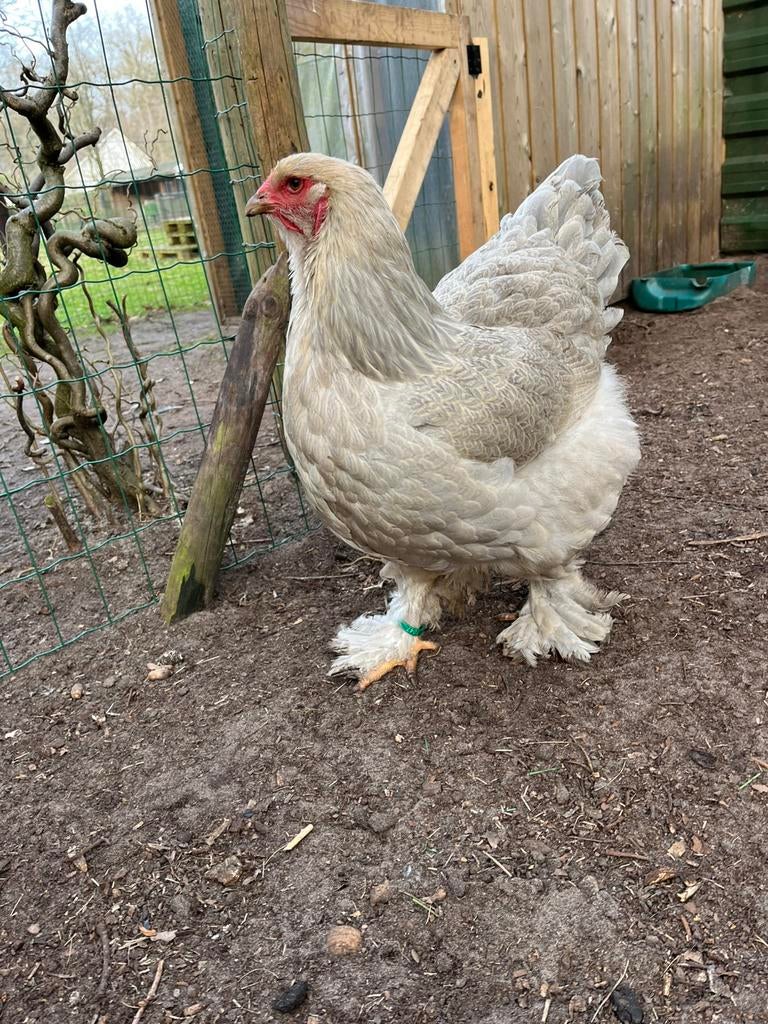 Brahma groot broedeieren, Dieren en Toebehoren, Geslacht onbekend, Kip