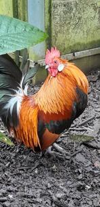 hollandse krielhaan 2 stuks, Meerdere dieren, Kip