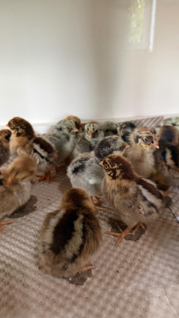 Barnevelder kriel kuikens (95% hengarantie) | goud of zilver, Dieren en Toebehoren, Pluimvee, Vrouwelijk, Kip