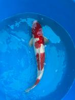 Japanse koi karpers met ook filters te koop, Karper of Koi