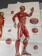 Vintage Acupunctuur Anatomie Posters - Menselijk Lichaam, Deurposter of groter, Ophalen of Verzenden, Overige onderwerpen, Rechthoekig Staand