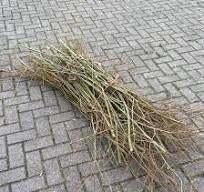 Gratis wilgentakken gezocht omgeving Gees!!, Tuin en Terras, Planten | Bomen, Overige soorten, 250 tot 400 cm, Zomer, Ophalen