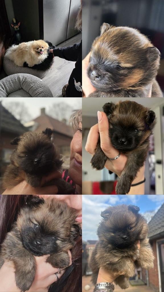 Pomeranian reutje, 8 tot 15 weken, Eén hond, Nederland, Fokker | Hobbymatig
