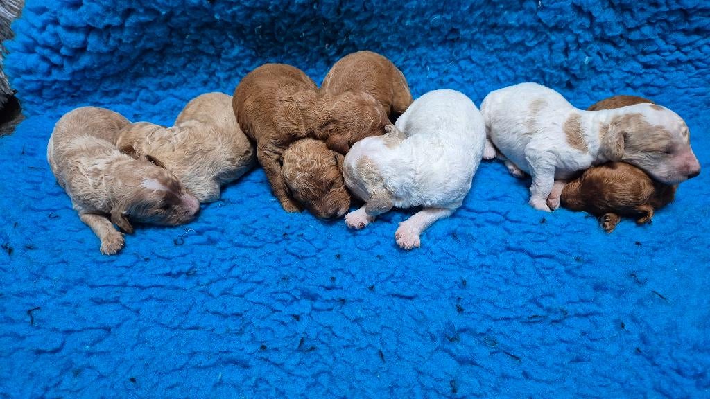 Uit geteste ouders cockapoo pups F2b, Overige rassen, 8 tot 15 weken, Meerdere, Meerdere dieren