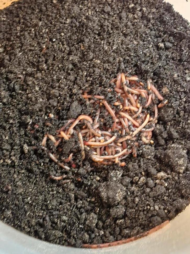 Compost/ voer wormen, Dieren en Toebehoren, Dierenvoeding, Ophalen of Verzenden