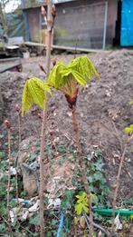 Jonge paarden kastanje bomen, Ophalen, Volle zon, Overige soorten