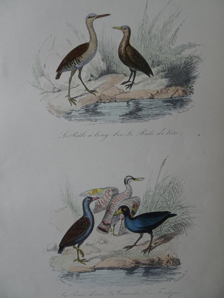 Litho in kleur, vijf vogels Ral, Zonneral, Kraanvogels 1841, 1800 - 1899, Verzenden, Origineel, Flora en Fauna