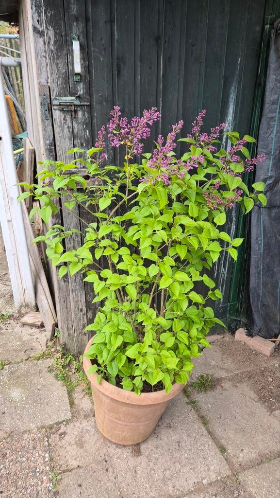 Sering in pot, Tuin en Terras, Vaste plant, Halfschaduw, Lente, Ophalen