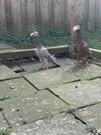 Koppel duiven, Meerdere dieren, Overige soorten