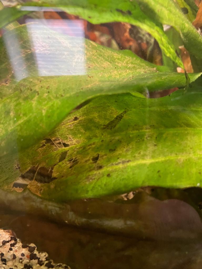 Neocaridina garnalen mix, Kreeft, Krab of Garnaal, Zoetwatervis