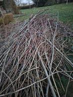 Zsm ophalen Leilinden hout en ander paasvuur hout  gratis, Ophalen, Hout, Minder dan 3 meter, 1 tot 2 meter