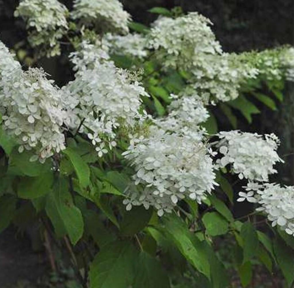 Hortensia wit pluimhortensia, Tuin en Terras, Planten | Tuinplanten, Ophalen