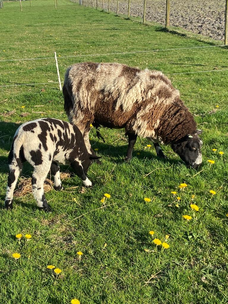Bont schaap met ooilam, Dieren en Toebehoren, Schapen, Geiten en Varkens, Vrouwelijk, Schaap, 3 tot 5 jaar