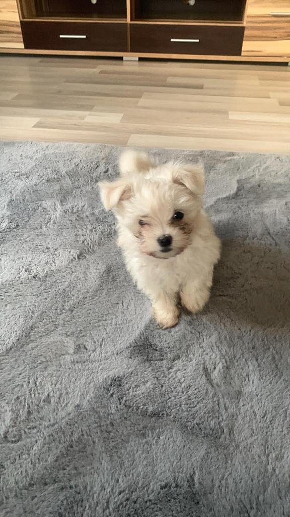 Bichon  maltezer, Dieren en Toebehoren, Parvo, Reu, 8 tot 15 weken, Meerdere