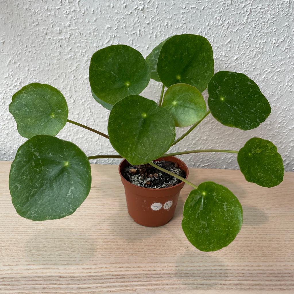 Pilea ‘Sugar’ stekje, Huis en Inrichting, Kamerplanten, Ophalen, Overige soorten, Halfschaduw, In pot