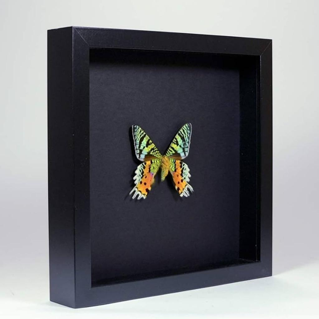 Urania ripheus vlinder uit Madagaskar, Ophalen of Verzenden, Nieuw, Insect, Opgezet dier