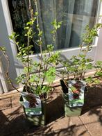 2 potten rode kruisbes, Ophalen, Minder dan 100 cm, Overige soorten, Zomer