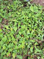 Japanse Duizendknoop Stekjes - Meerdere Beschikbaar, Ophalen, Overige soorten, Volle zon