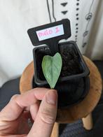 Alocasia Melo #1, Huis en Inrichting, Kamerplanten, Ophalen of Verzenden, Halfschaduw, Minder dan 100 cm