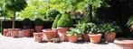 Exclusieve Terracotta potten | Diverse maten en kleuren