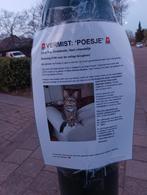 Vermist Poesje!, Kat