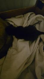 Kittens met moeders, Dieren en Toebehoren