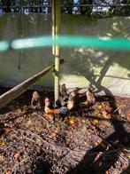 Baardkriel, Dieren en Toebehoren, Pluimvee, Meerdere dieren, Kip