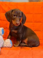 Dwergteckel pups, Parvo, 8 tot 15 weken, Korthaar, Dwerg